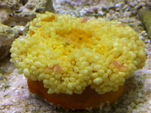 Heteractis-malu-Yellow-01.jpeg