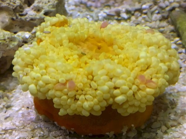 Heteractis-malu-Yellow-01.jpeg