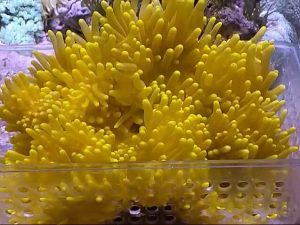 Heteractis-malu-Yellow.jpeg