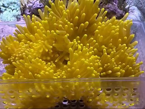 Heteractis-malu-Yellow.jpeg