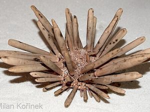 Heterocentrotus-mammillatus.jpeg