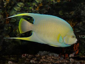 Holacanthus-bermudensis.jpeg