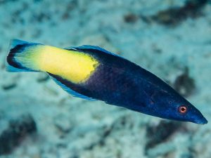 Labroides-bicolor.jpeg