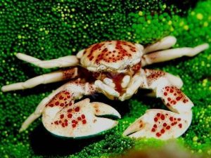 Neopetrolisthes-ohshimai.jpeg