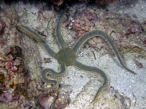 Ophiarachna-incrassata.jpeg
