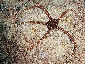 Ophioderma-longicauda.jpeg