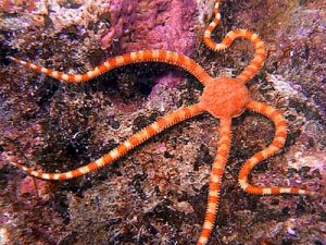 Ophiomyxa-australis.jpeg