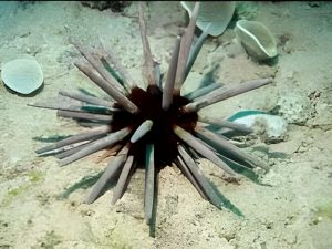 Sputnik Urchin <br> (<em>Phyllacanthus imperialis</em>)