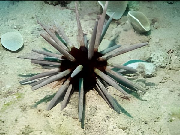 Sputnik Urchin <br> (<em>Phyllacanthus imperialis</em>)