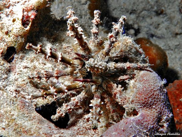 Plococidaris-verticillata.jpeg