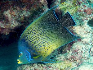 Pomacanthus-semicirculatus.jpeg
