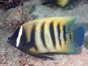 Pomacanthus-sexstriatus.jpeg