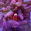 Maroon Clown (Yellow Stripe) <br> (<em>Premnas biaculeatus</em>)