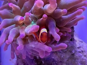 Maroon Clown (Yellow Stripe) <br> (<em>Premnas biaculeatus</em>)