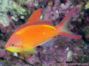 Pseudanthias-ignitus.jpeg