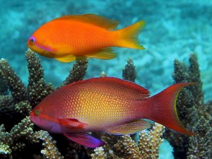 Pseudanthias-squamipinnis-m.jpeg