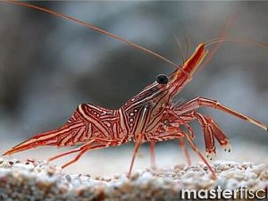 Rhynchocinetes-durbanensis.jpeg
