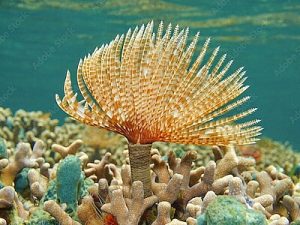 Sabellastarte-magnifica.jpeg