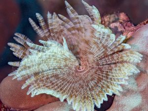 Sabellastarte-spectabilis.jpeg