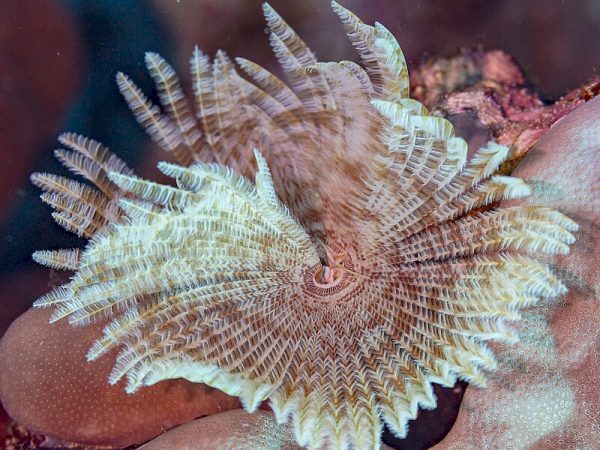 Sabellastarte-spectabilis.jpeg
