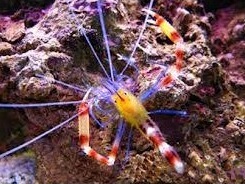 Stenopus-cyanoscellis.jpeg