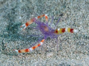 Stenopus-tenuirostris.jpeg