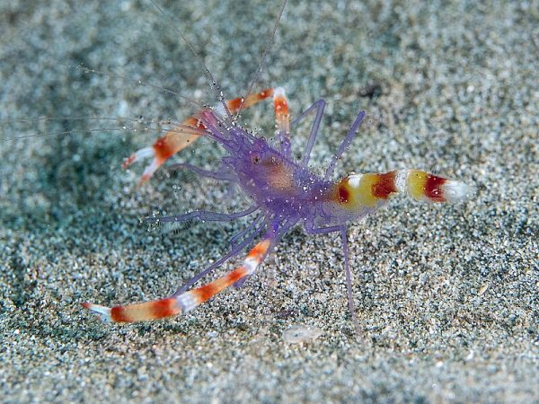Stenopus-tenuirostris.jpeg