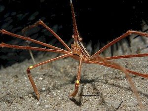 Stenorhynchus-seticornis.jpeg