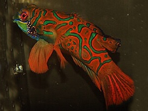 Mandarinfish (Fiji) <br> (<em>Synchiropus splendidus</em>)