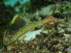 Syngnathoides-biaculeatus.jpeg
