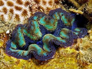 Tridacna-crocea.jpeg