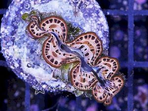 Tridacna-maxima-Gold.jpeg