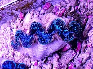 Tridacna-maxima-Ultra-Blue.jpeg