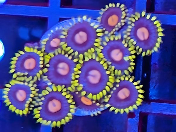 ZOAN0220.jpeg