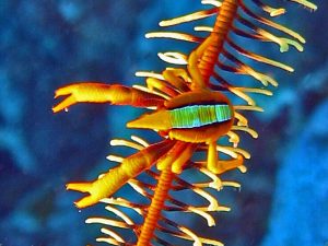 Allogalathea-elegans.jpeg