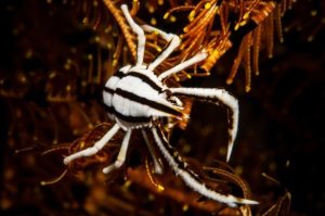 Allogalathea-elegans-Stripped.jpeg