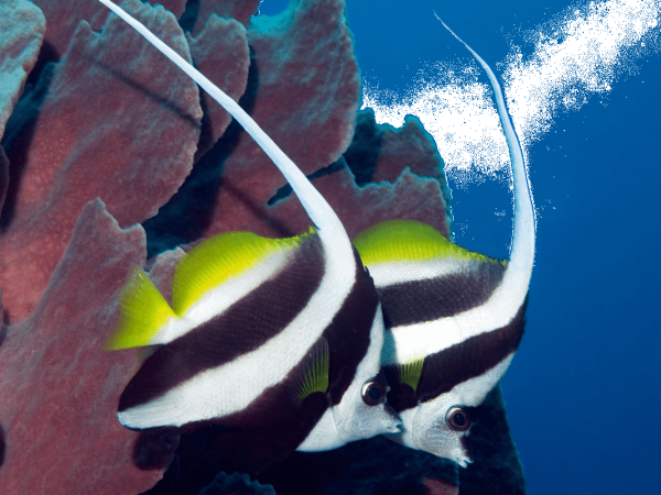 Heniochus-acuminatus-02.jpeg