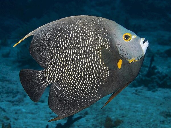 Pomacanthus-paru_2.jpeg
