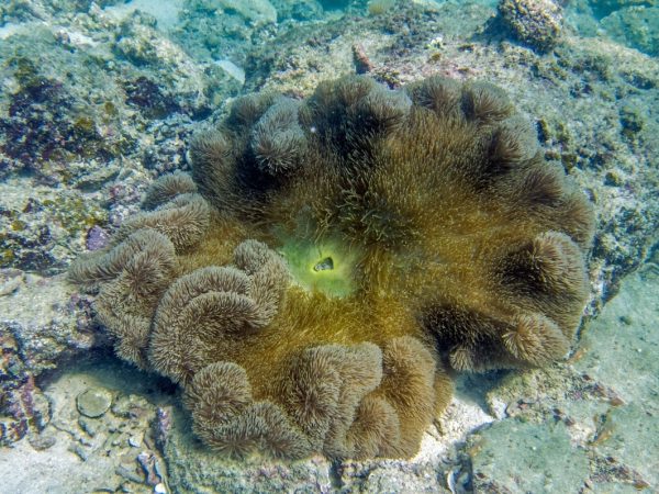 Stichodactyla-mertensii.jpeg