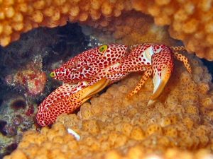 Trapezia-rufopunctata.jpeg