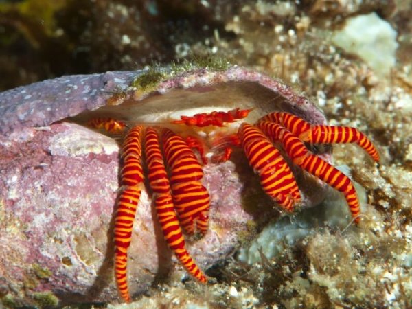 Trizopagurus-strigatus.jpeg